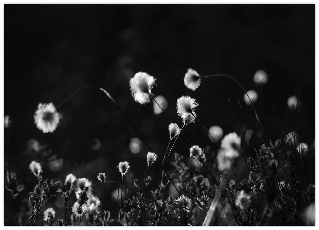 Kép - Gyapotfűvel borított rét N⁰1 (70x50 cm)