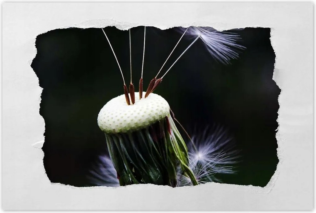 Poszterek 90x60 Pitypang Virág Virágok