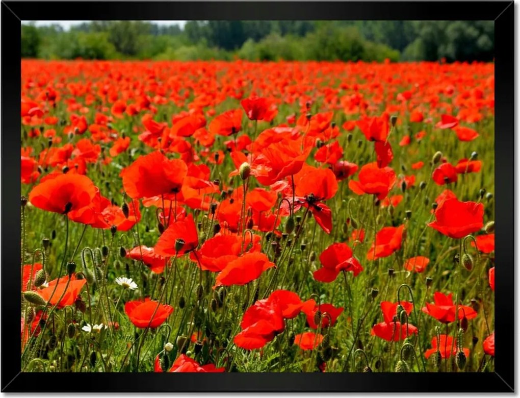 Poszterek keretben 40x30 Pipacsok tengere