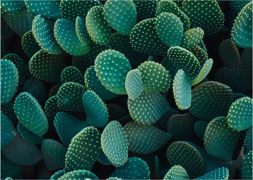 Kép - Opuntia (70x50 cm)