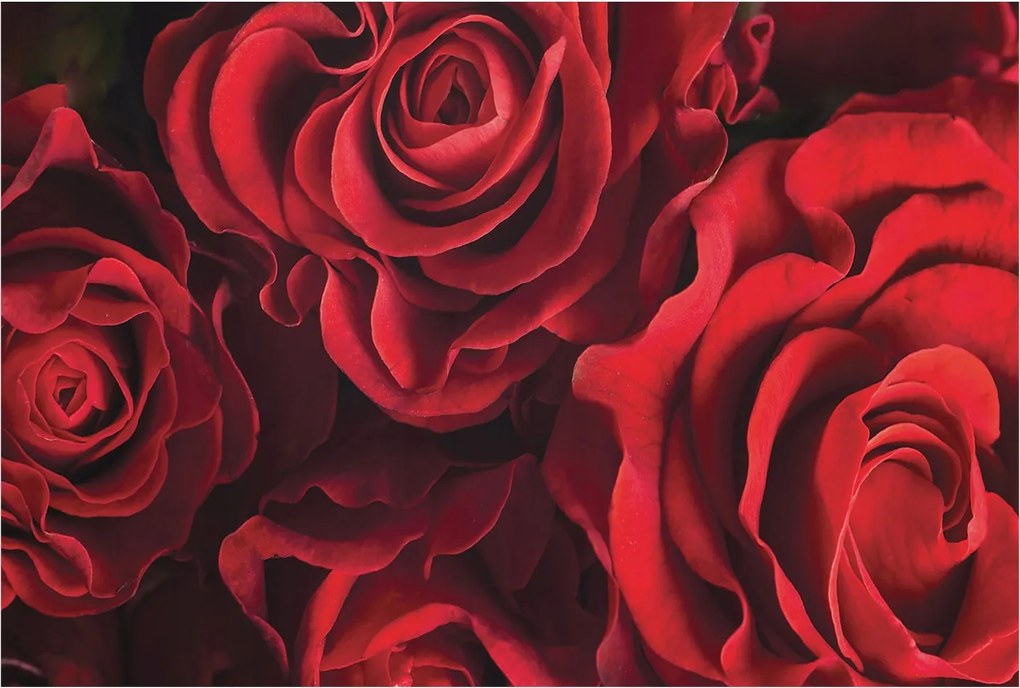 Dekoratív Fotótapéta Hálószobába Vörös rózsák 104x70 Ragasztó