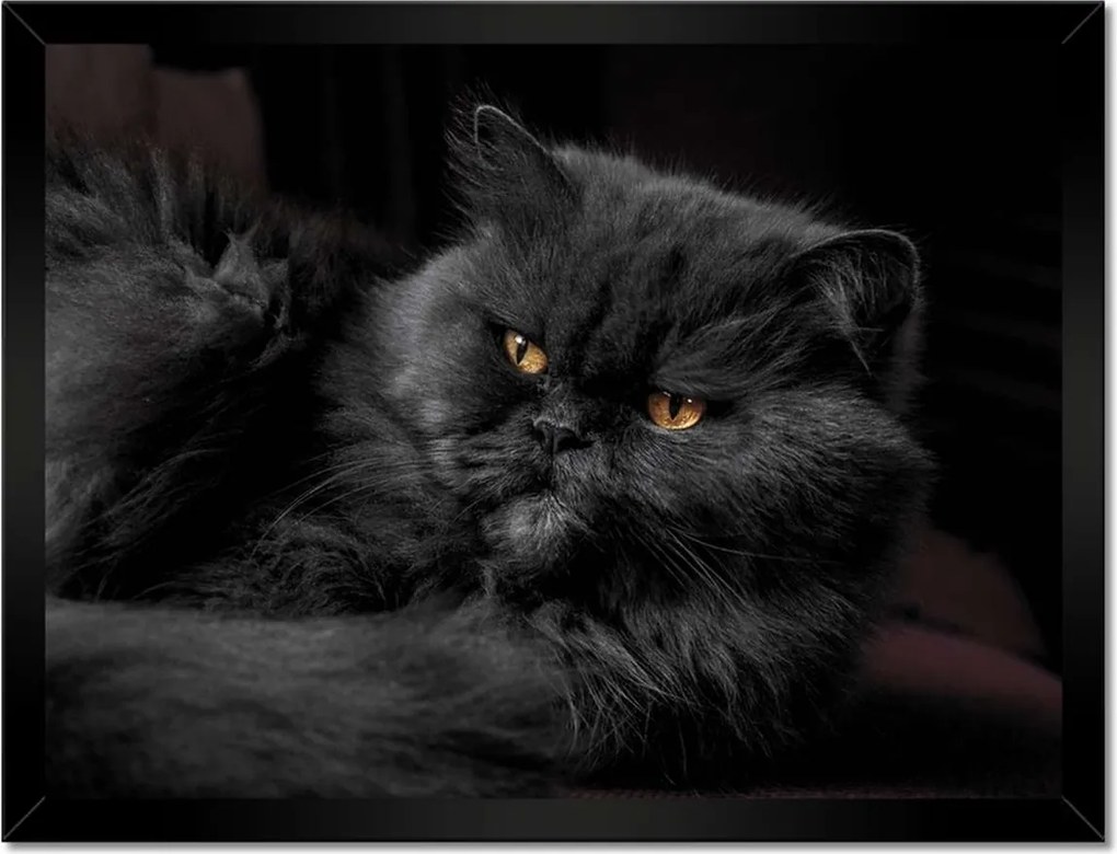 Poszterek keretben 40x30 Cica Cicák