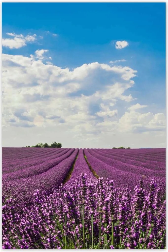 Poszterek 80x120 Levendulamező Levendula