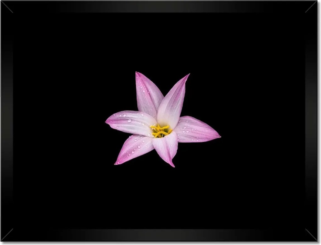 Poszterek keretben 40x30 Virágok