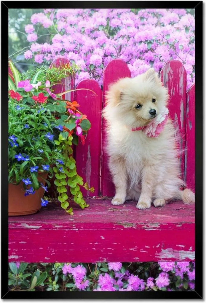 Poszterek keretben 40x60 Kutya Kutyák