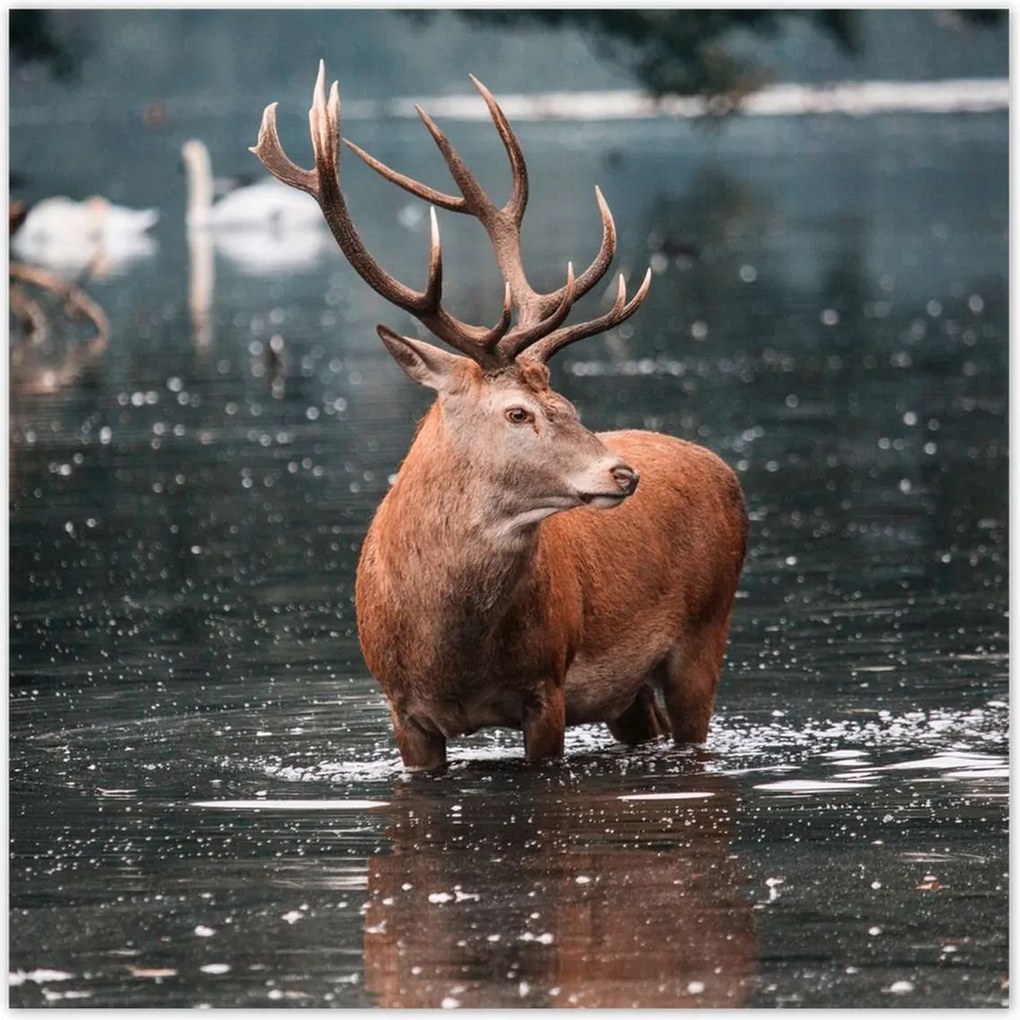 Poszterek 140x140 Szarvas felszarvazott