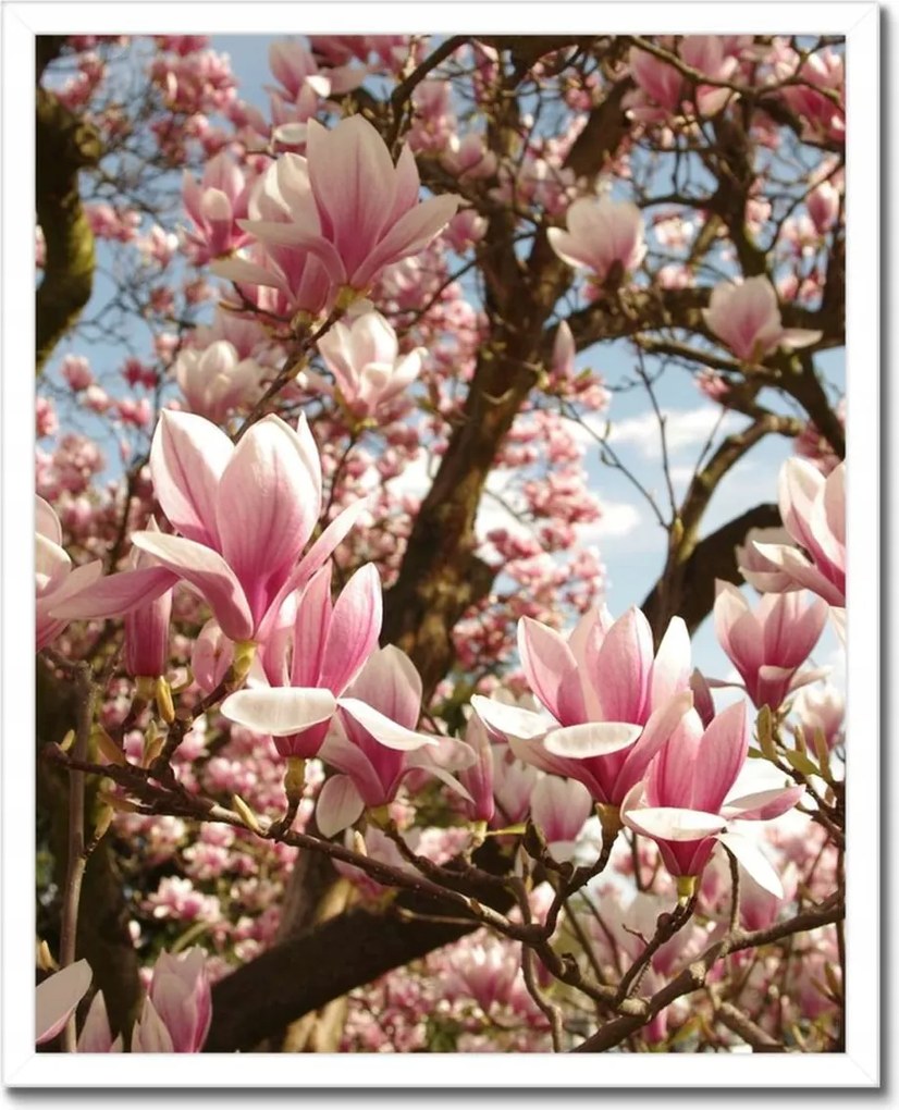 Poszter keretben 40x50 Magnólia Virágok Kék