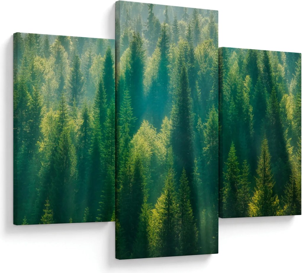 Kép - fenyőerdő (90x60 cm)