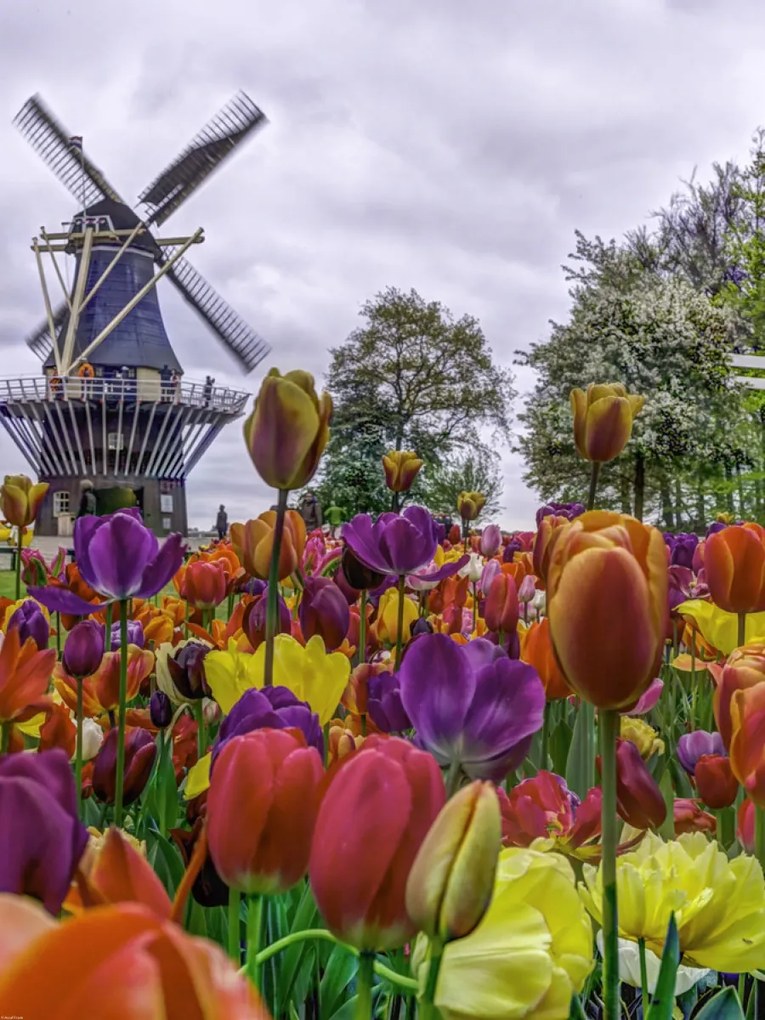 Poszter 60x80cm Színes tulipánok a kertben Keukenhof, Assaf Frank