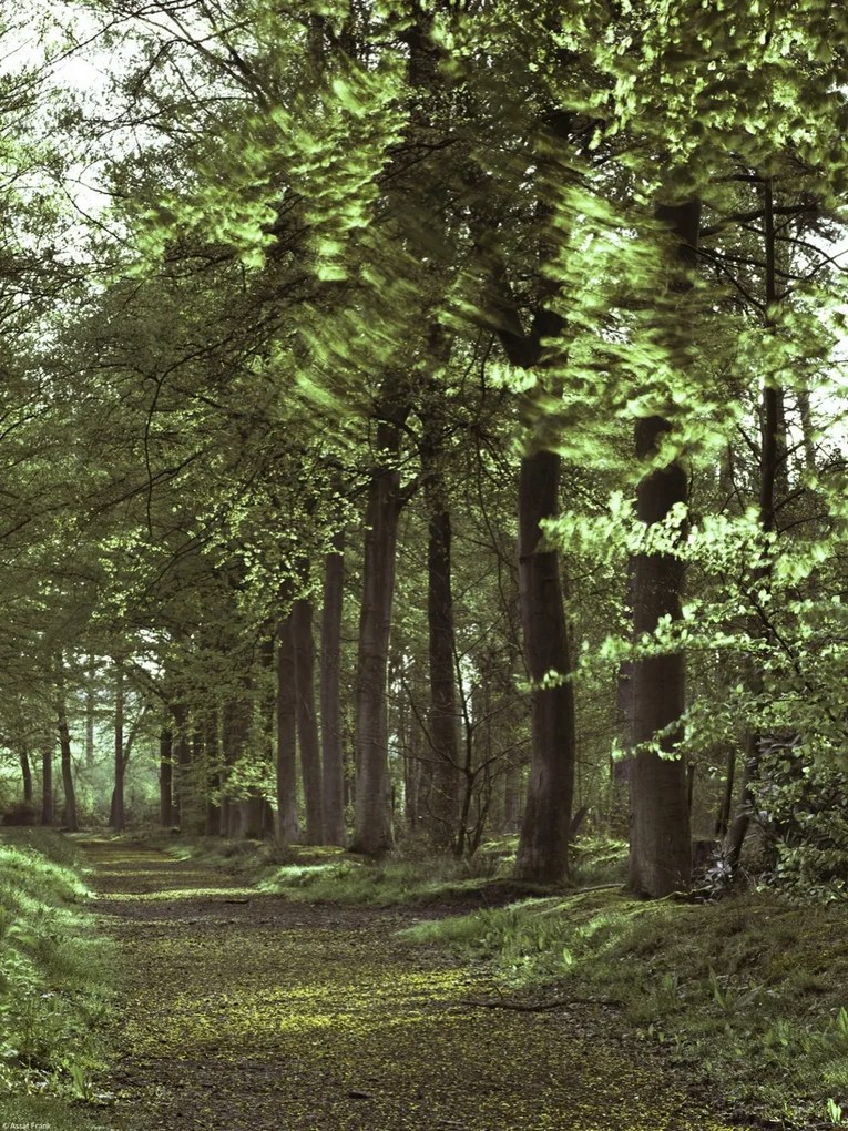 Poszter 30x40cm Tavaszi erdei ösvény 2, Assaf Frank