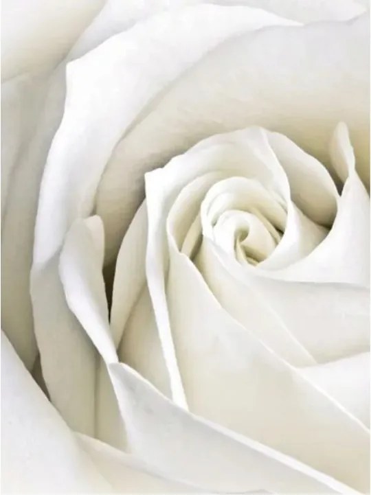 Fotótapéta flizelina Fehér rózsa finomság és elegancia makró 206x275 +ragasztó