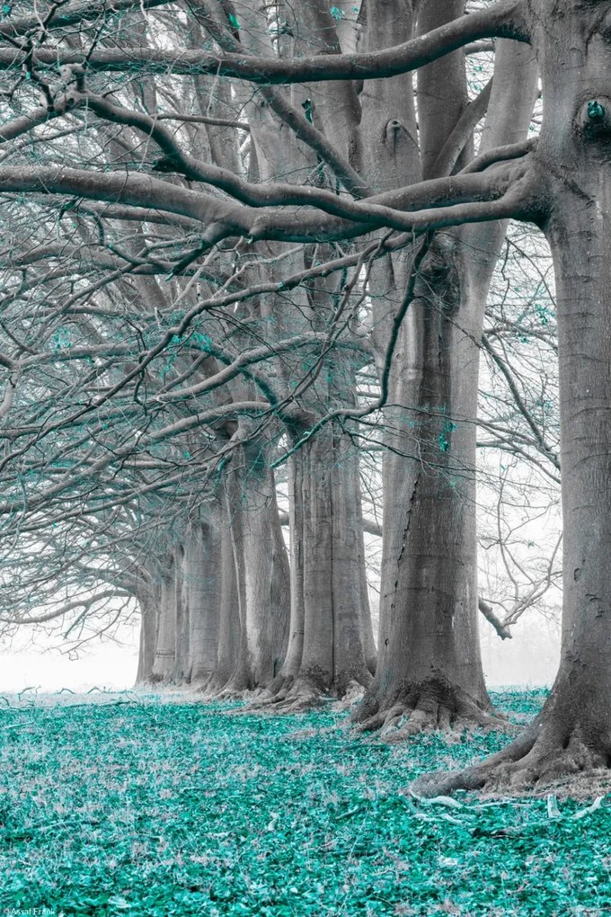 Poszter 20x30cm Fák egy sorban türkiz levelek, Assaf Frank