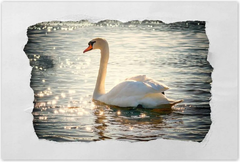 Poszterek 90x60 Hattyú a tavon