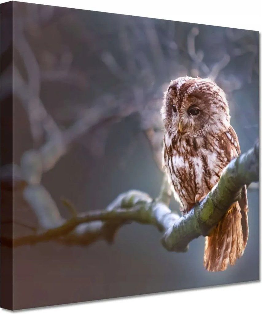 Vászonkép 20x20 Bagoly az ágon Ragadozó