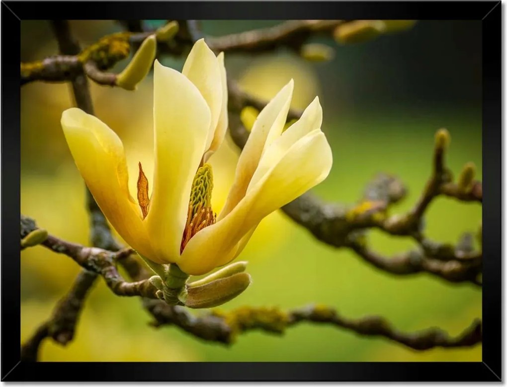 Poszterek keretben 40x30 Virágok