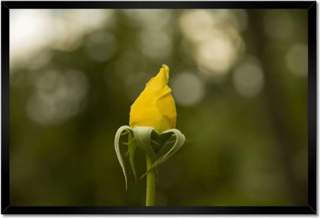 Poszter keretben 60x40 Sárga rózsa