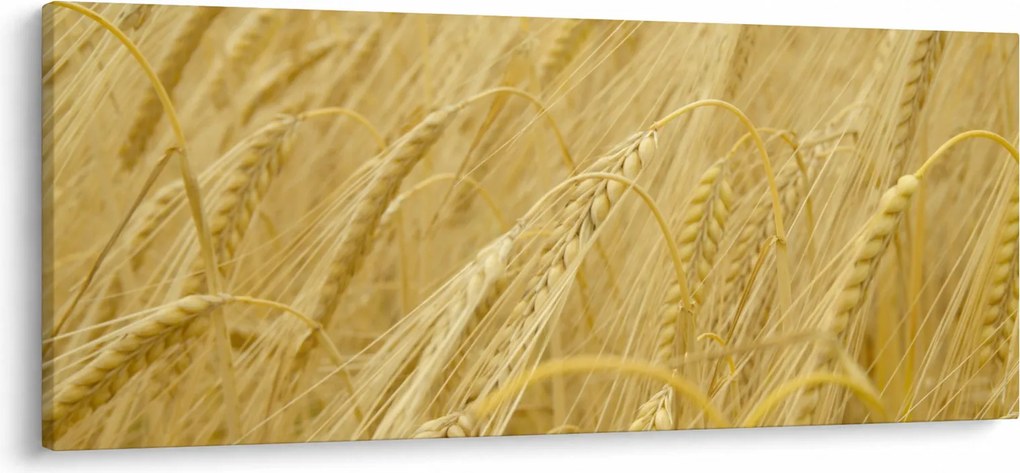 Kép - Árpa (120x50 cm)