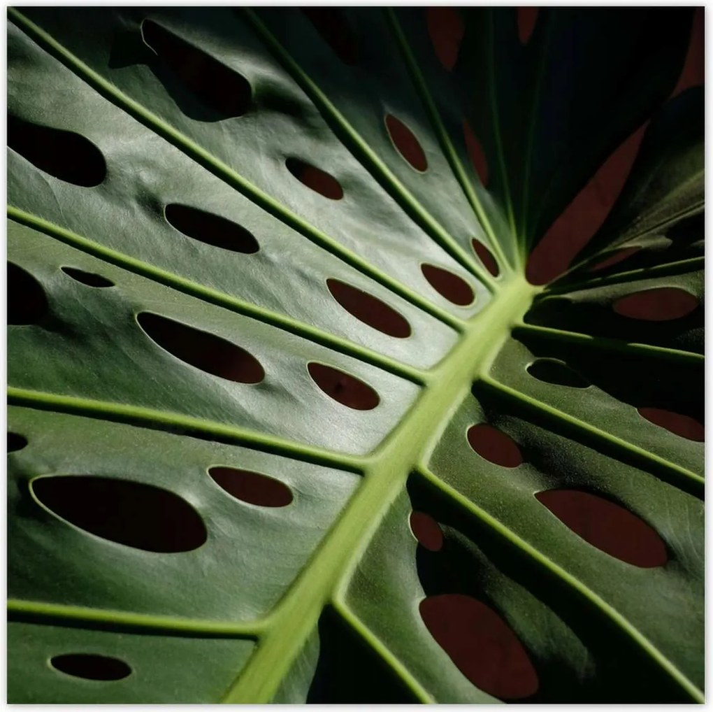 Poszterek 140x140 Mosnter levelek lyukas