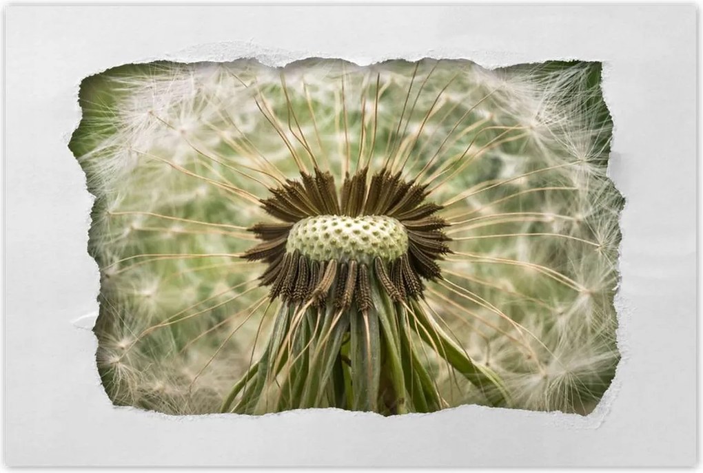 Poszterek 120x80 Pitypang Virág Virágok