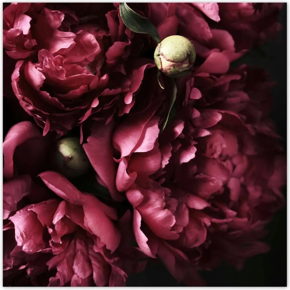 Poszterek 30x30 Gyönyörű lila bazsarózsa