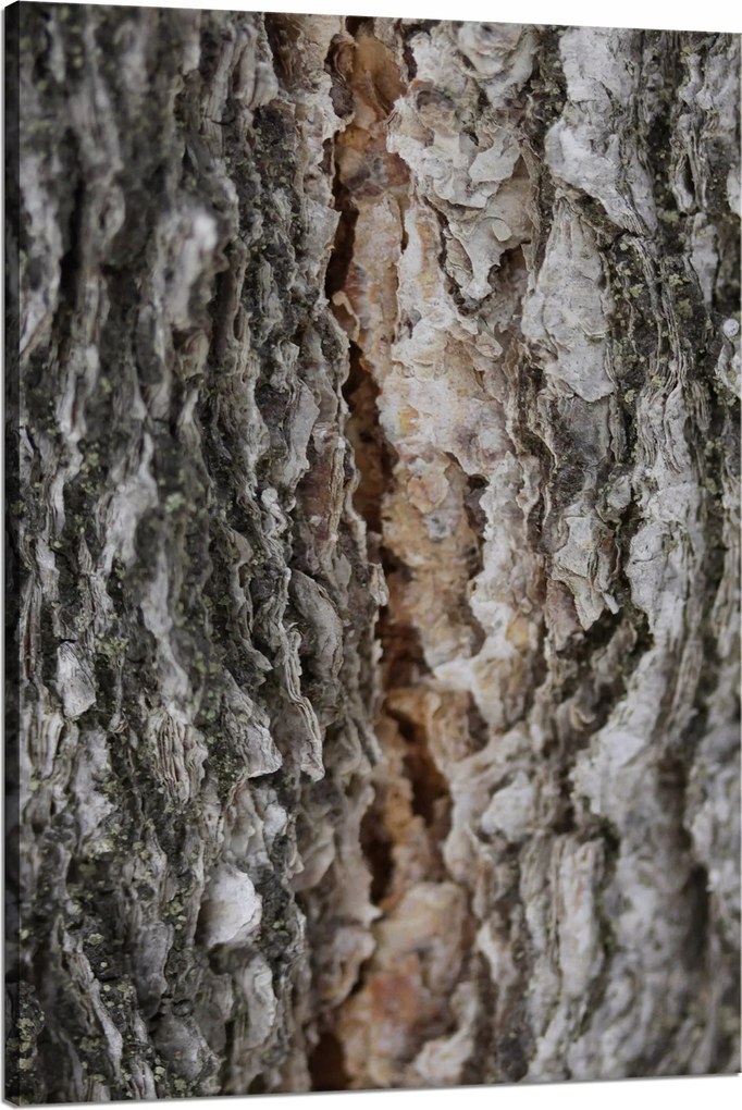 Vászonkép Természet Fakéreg Varázslat Erdő Fák 80x120