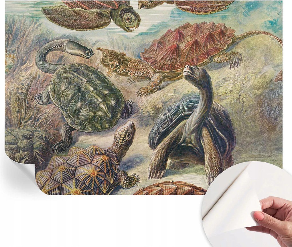 Öntapadós Dekoratív Fotótapéta Hálószobába Teknős állatvilág 312x219 cm