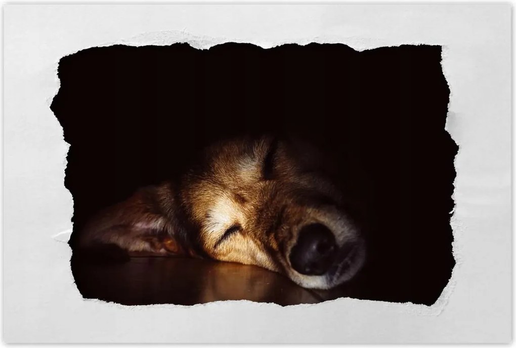 Poszterek 90x60 Kutya fekszik a padlón