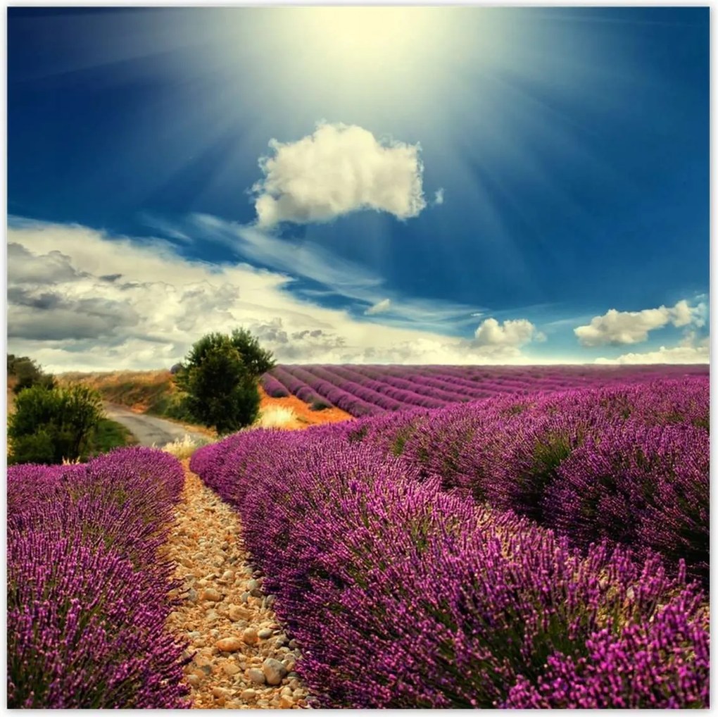 Poszterek 100x100 Levendula tájkép