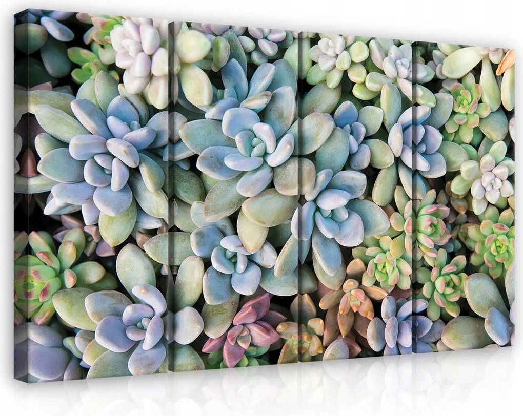 Vászonkép 120x80 Pozsgások botanika természet zöld rózsa lila textúra harmónia