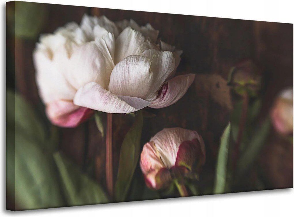 Vászonkép Fehér Virág Természet Vintage Retro 100x60