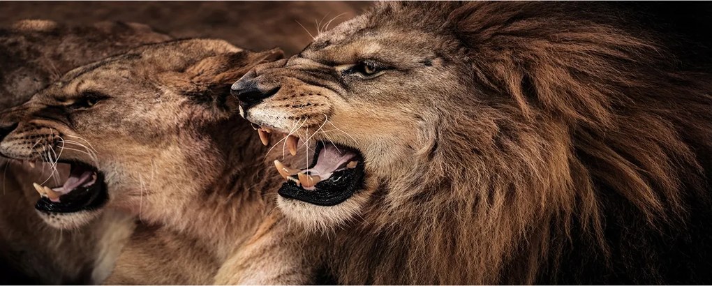 Modern üvegpanel a konyhába Bömbölő oroszlánok XXL