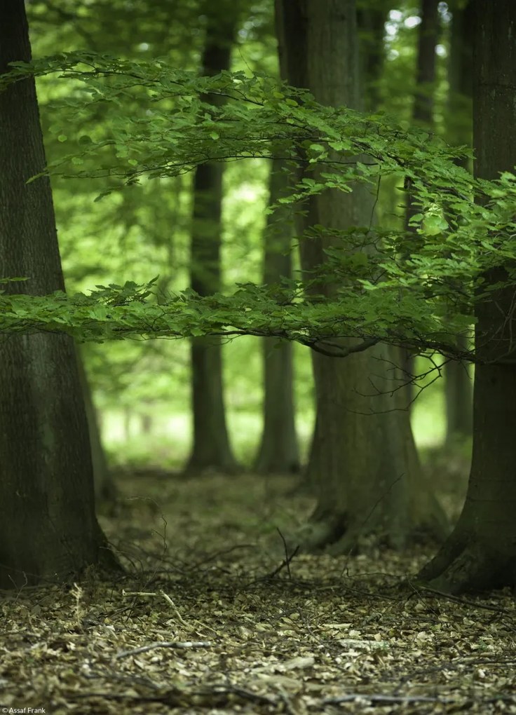 Poszter 20,5x28,4cm Fák az erdőben tavasszal, Assaf Frank