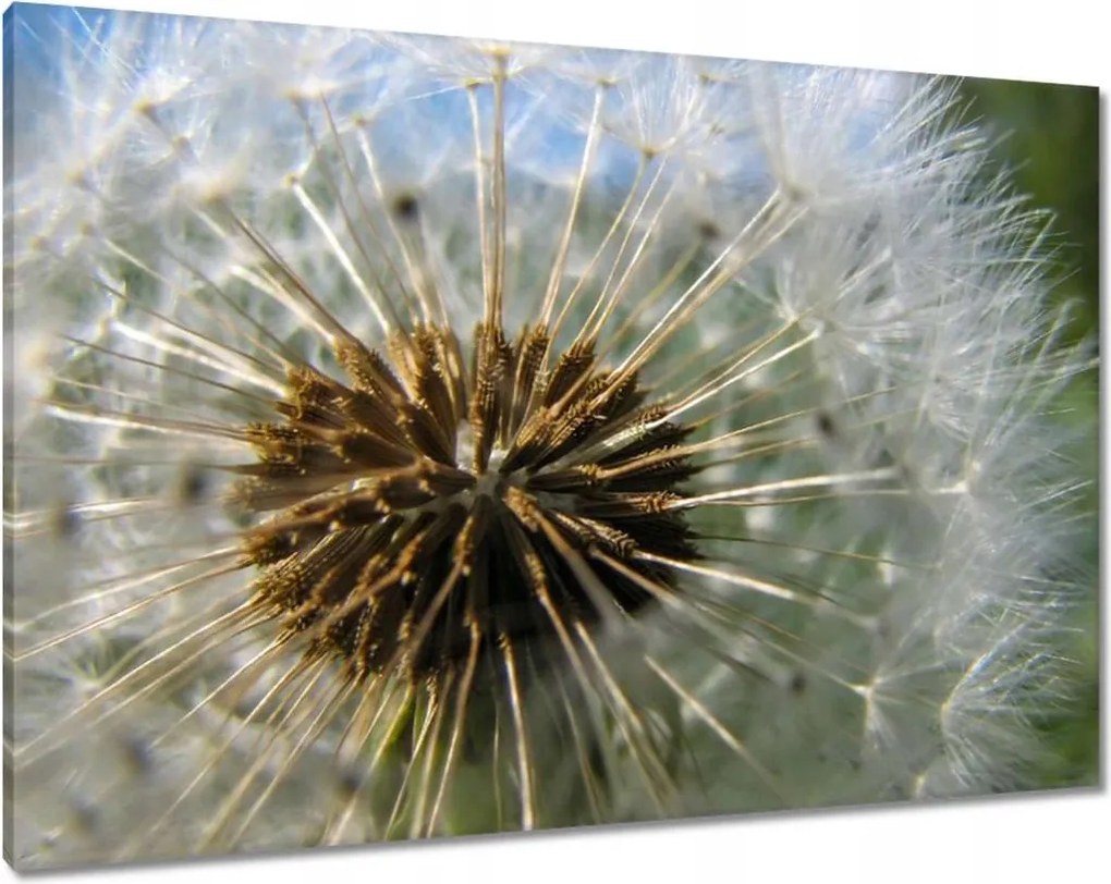 Vászonkép 100x70 Pitypang Virág Virágok