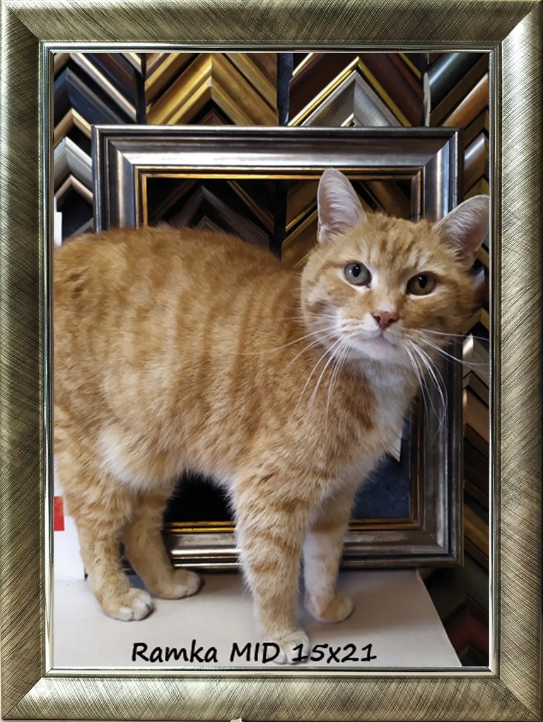 Klasszikus képkeret falra és elhelyezésre 15x21 Garden ezüst