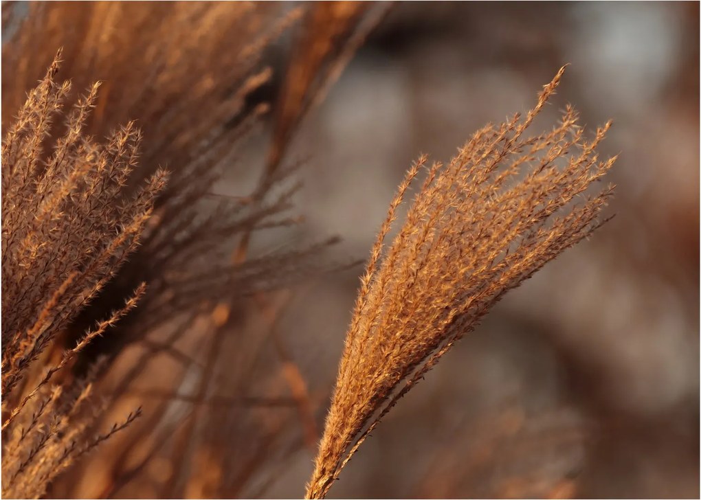 Kép - Cortaderia (70x50 cm)