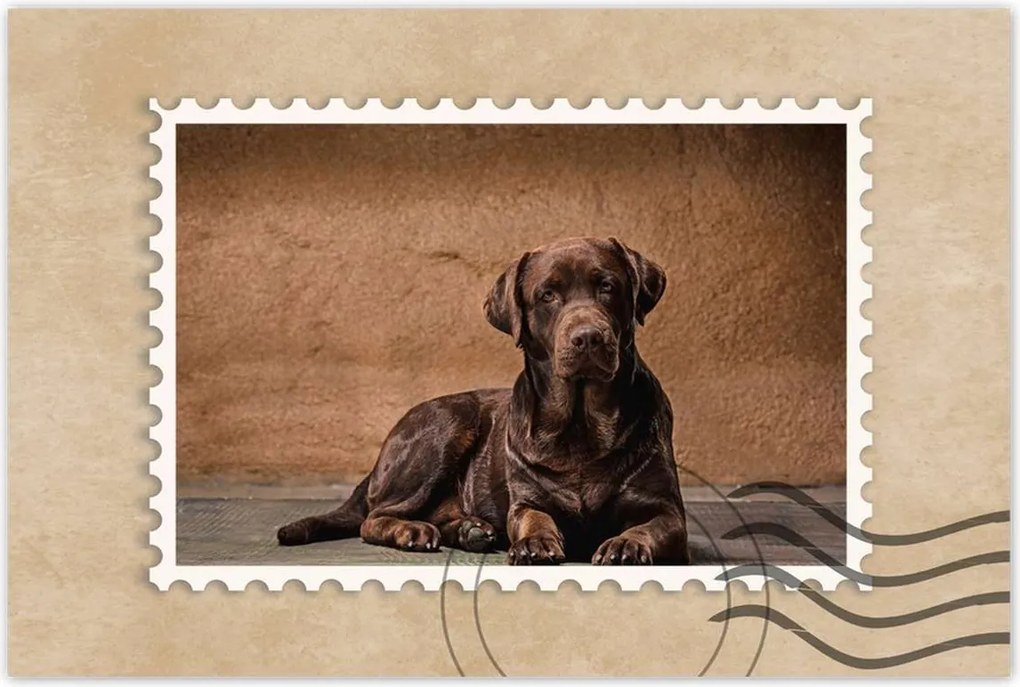 Poszterek 120x80 Barna kutya barát