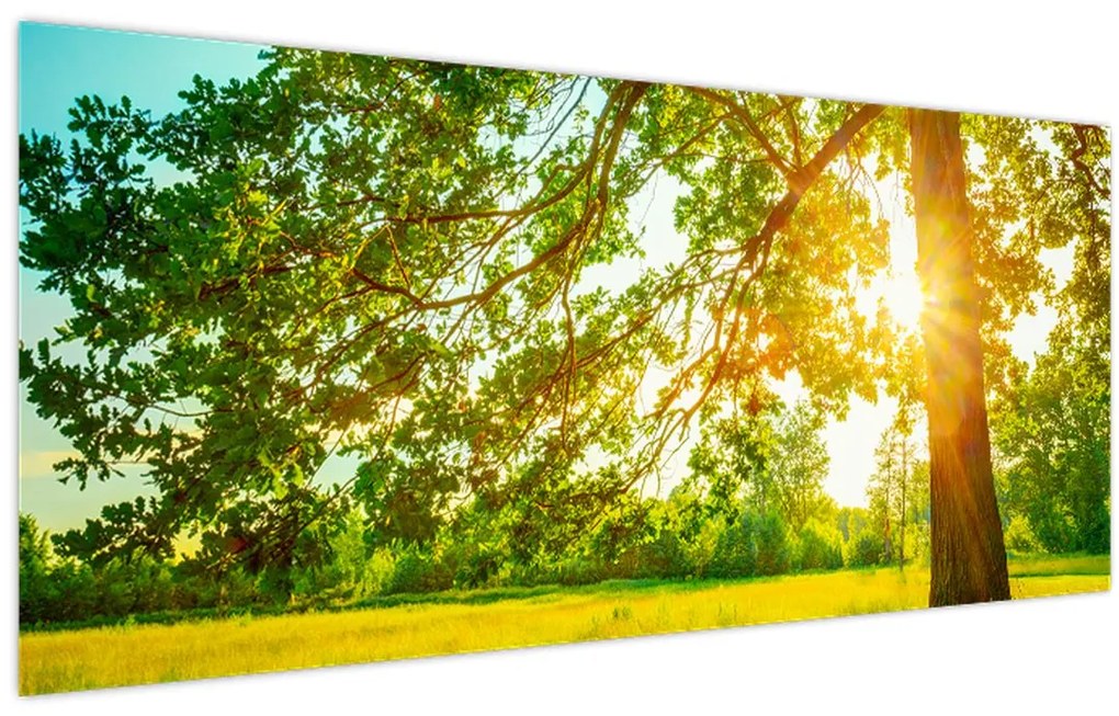 Kép - Sunny Forest (120x50 cm)