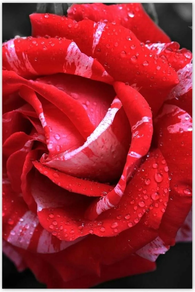 Poszterek 80x120 Fehér-piros rózsa