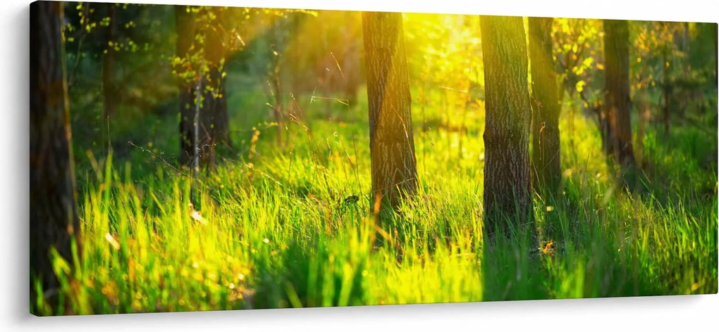 Kép - Az erdő tavaszi ébredése (120x50 cm)