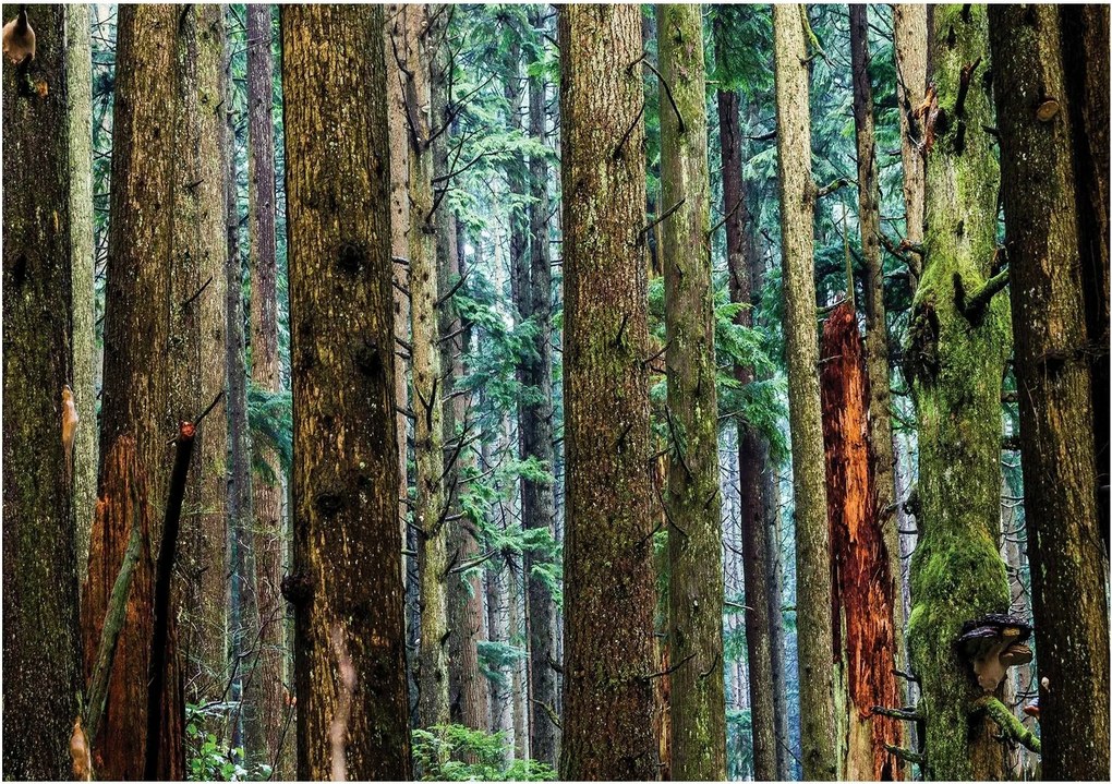 Normál Fotótapéta 416 x 254 Vexxxl