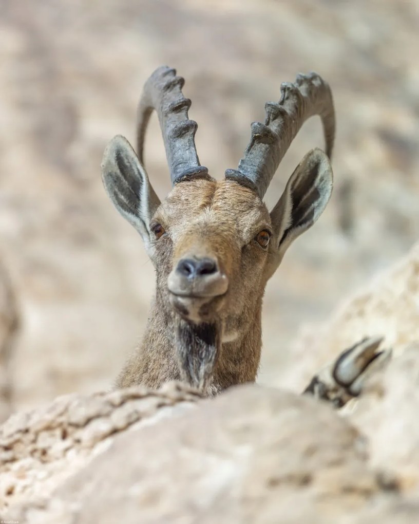 Poszter 40x50cm Nubiana Ibex 5, Assaf Frank