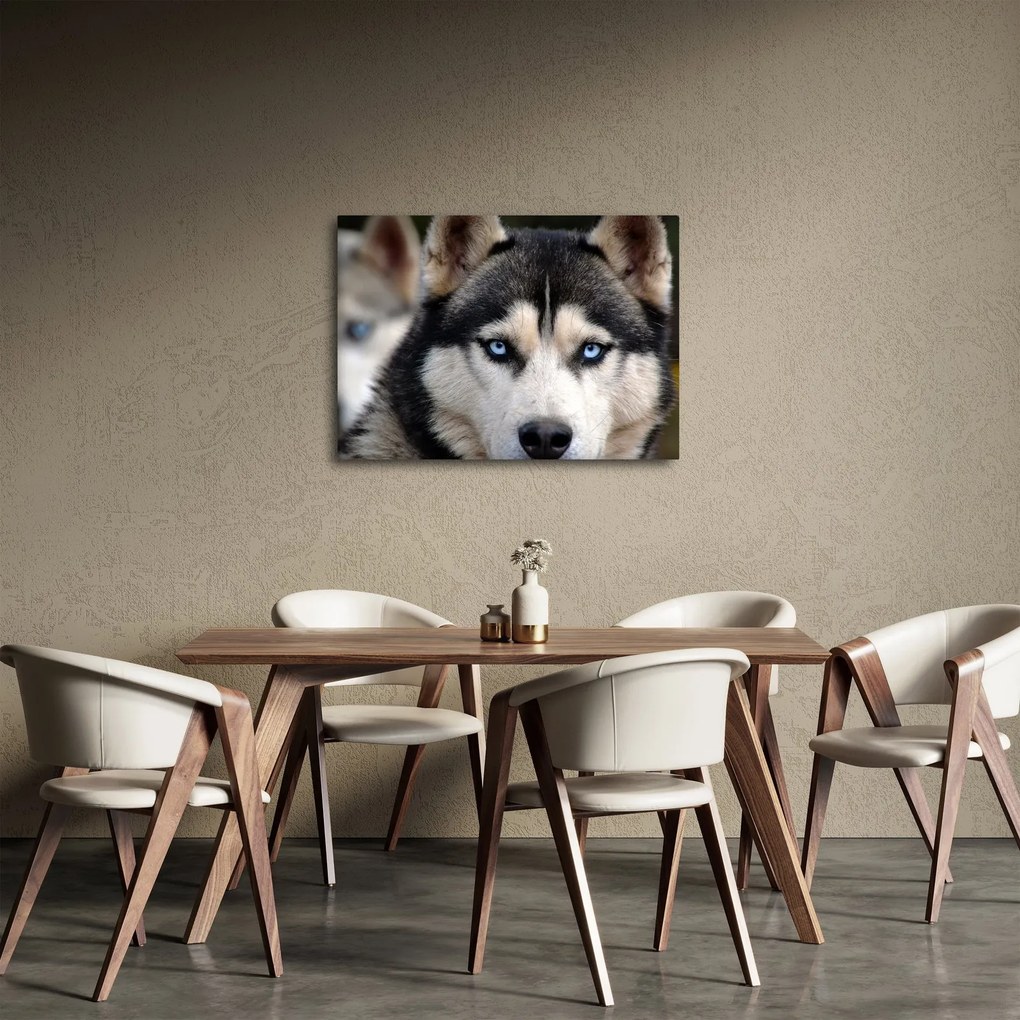 Husky kutya kép (70x50 cm)