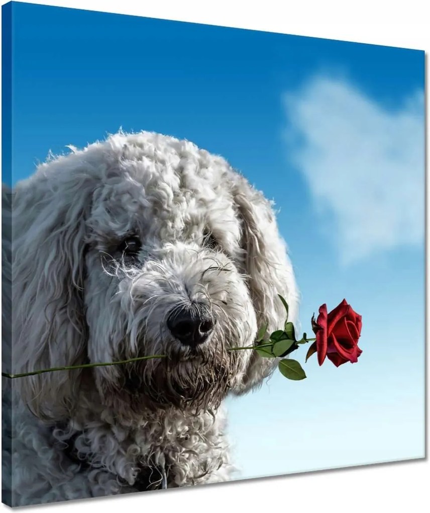 Vászonkép 40x40 Szerelmes korcs szerelem