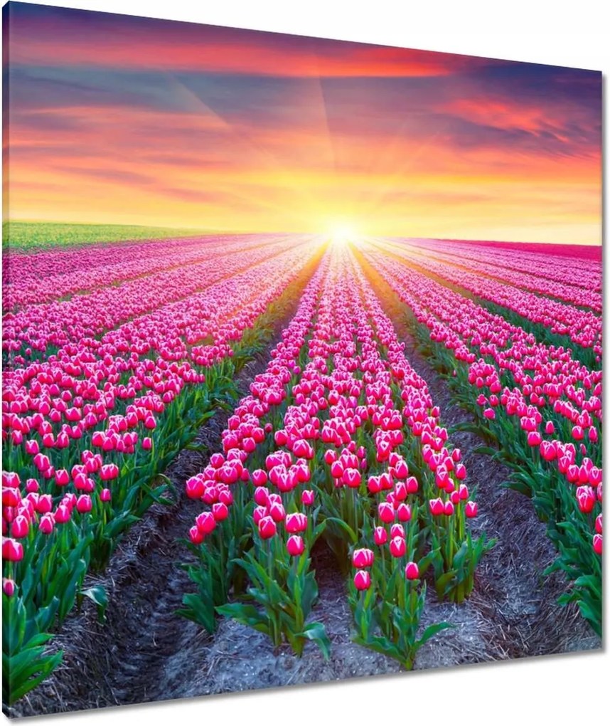 Vászonkép 80x80 Tulipánok tengere Tulipánok