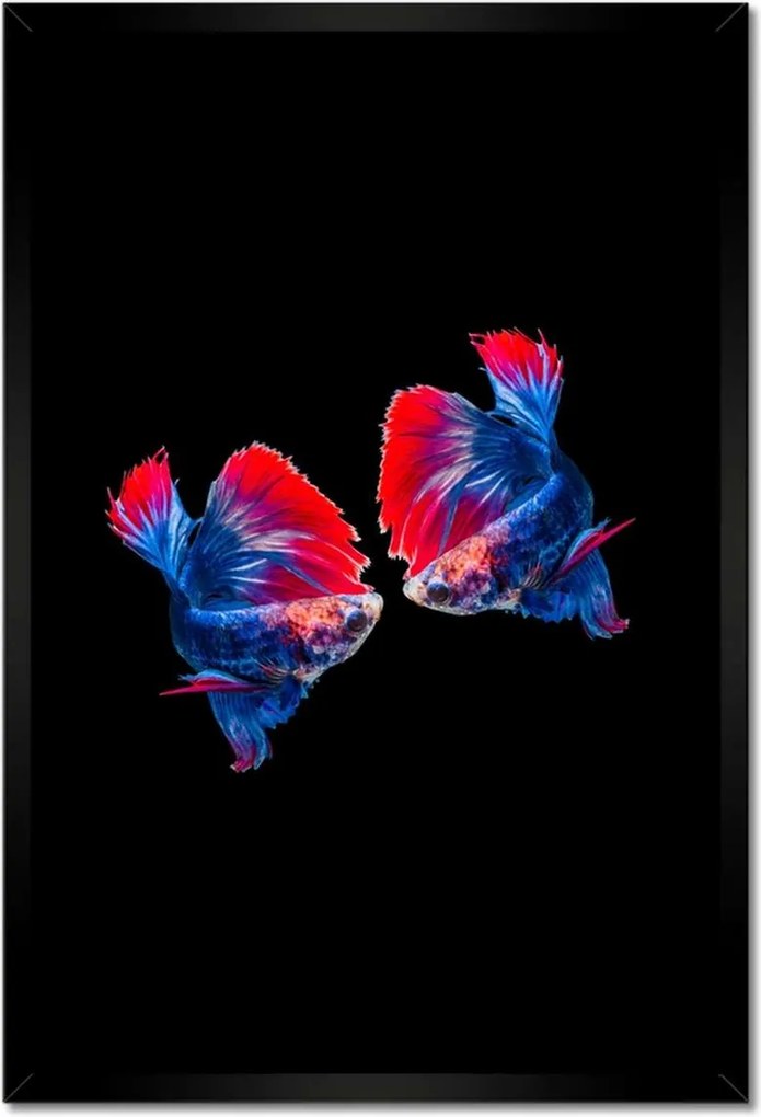 Poszterek keretben 40x60 Harcoló sziámi halak