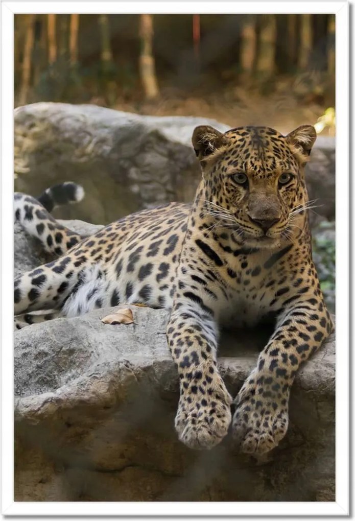 Poszterek keretben 40x60 Leopárd