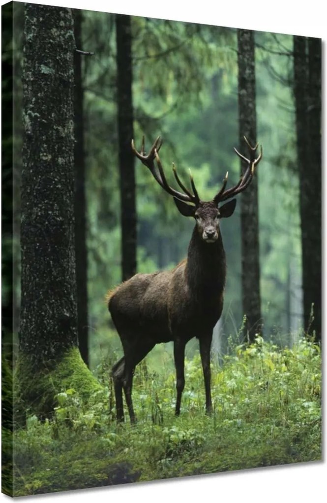 Vászonkép 30x40 Szarvas Erdő Tájkép