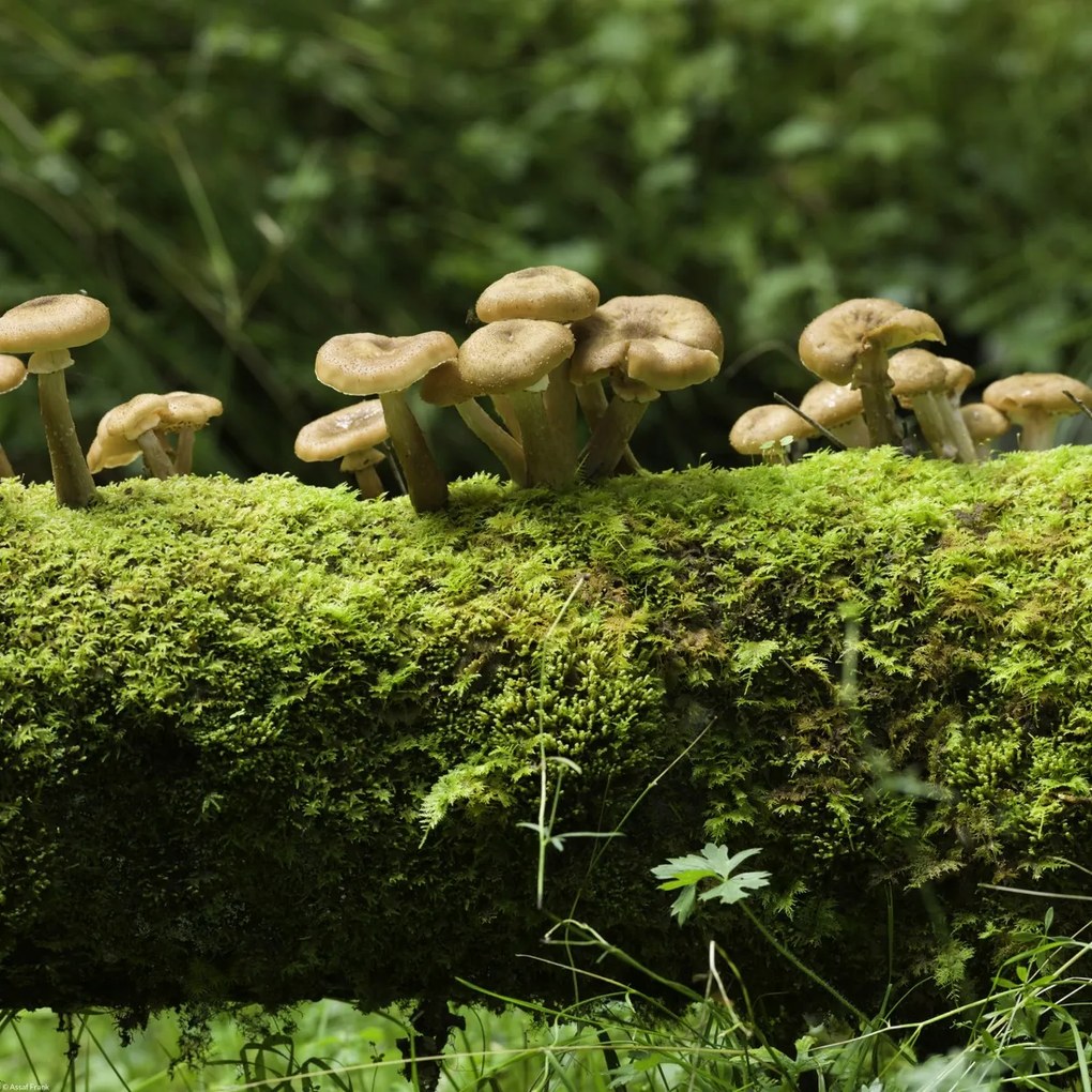 Poszter 40x40cm Gomba, Assaf Frank