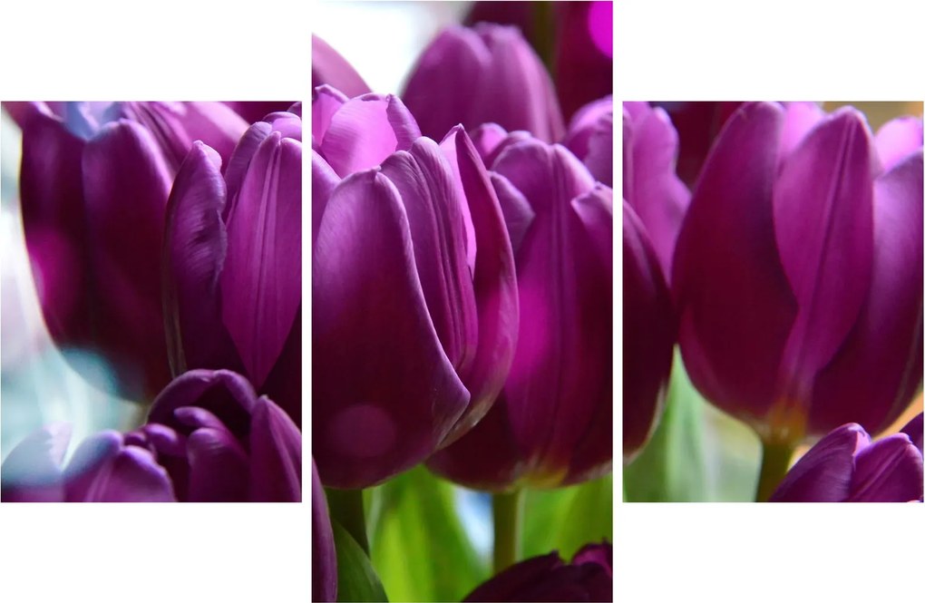 Tulipán képe (90x60 cm)