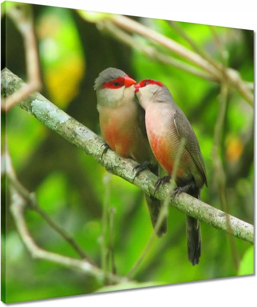 Vászonkép 50x50 Madarak